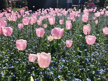 Pink flowers blooming outdoors