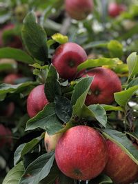 Close-up of apples on tree