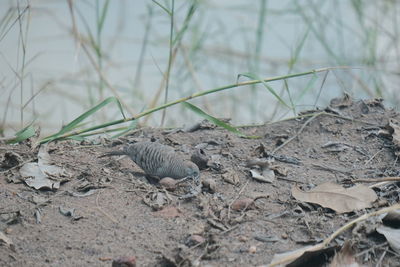 Close-up of a bird on land