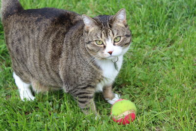 Portrait of cat by ball on field