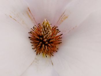 Close-up of flower against blurred background