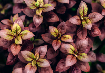 High angle view of flowering plants