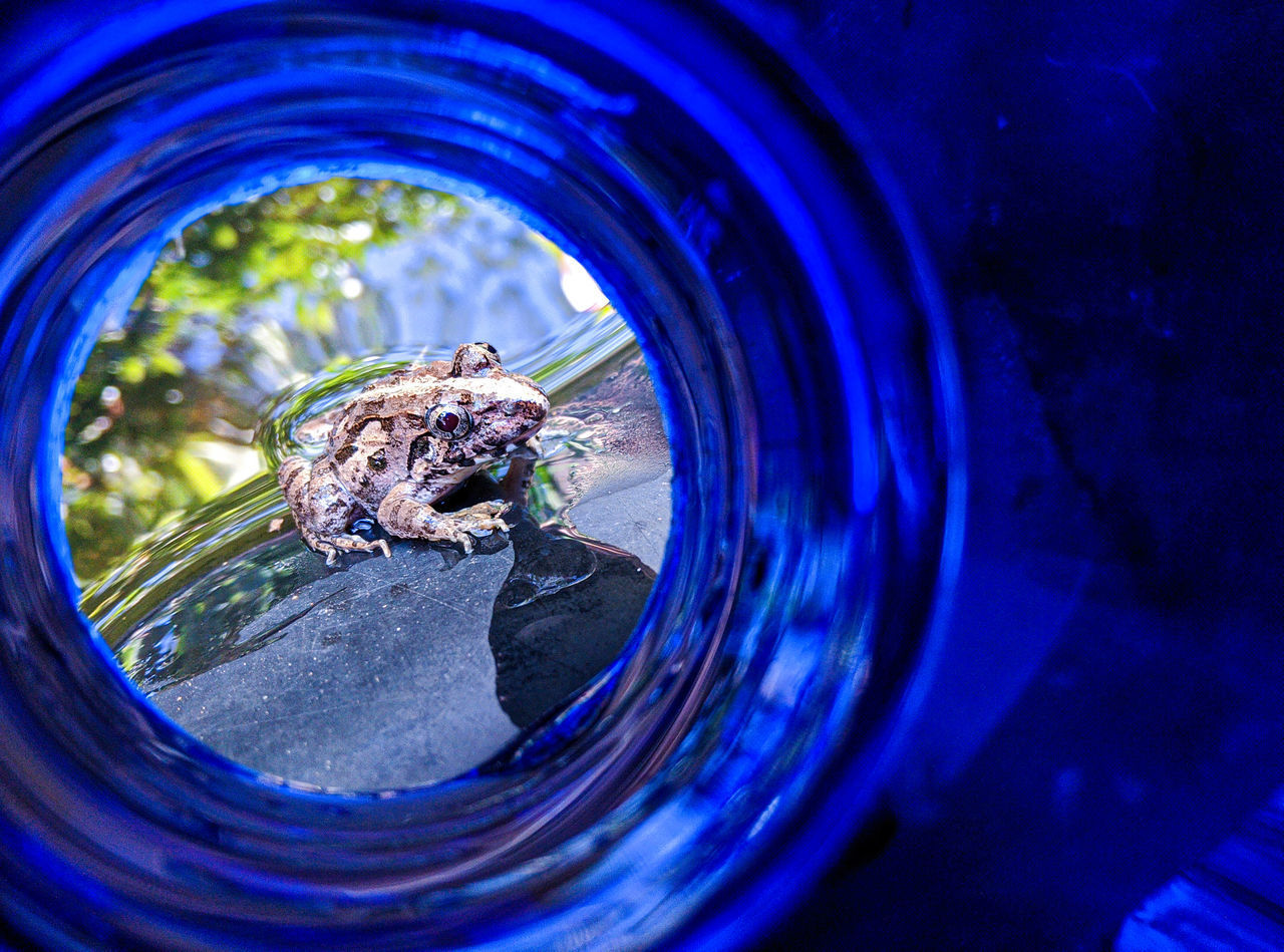 CLOSE-UP OF A TURTLE IN GLASS WATER