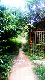 Narrow pathway along trees