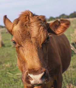 Close-up of cow on field