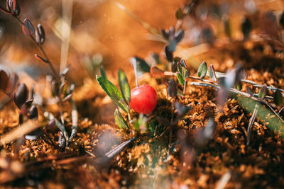 Close-up of fruits growing on field