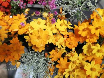 Close-up of yellow flowers blooming outdoors