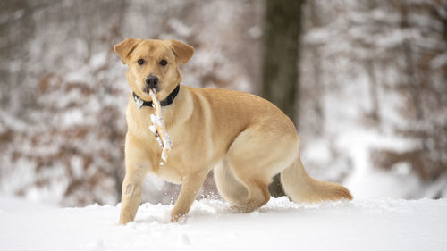 Portrait of dog running on snow covered land