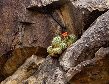 Close-up of lizard on rock in cave