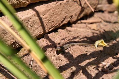 Close-up of insect on ground