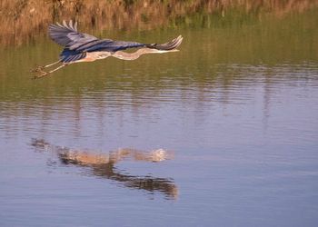 Bird flying over lake