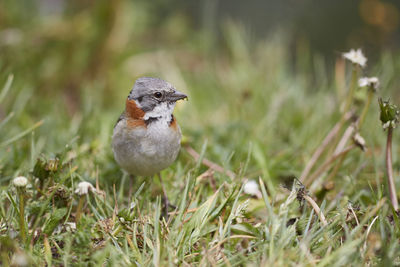 Close-up of bird perching on plant