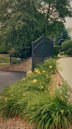 Footpath in park