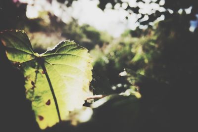 Close-up of water drops on plant
