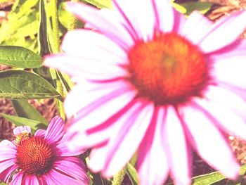 Close-up of pink flower