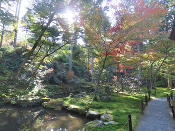 Scenic view of forest