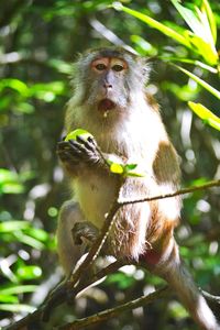 Monkey sitting on tree in forest