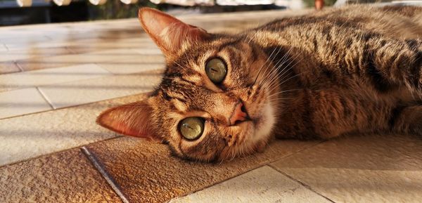 Close-up portrait of a cat lying on floor