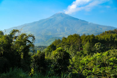 Scenic view of trees and mountains against sky