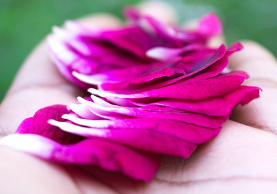 Close-up of hand holding pink rose