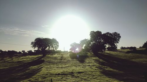 Trees on field against sky on sunny day