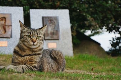 Portrait of cat