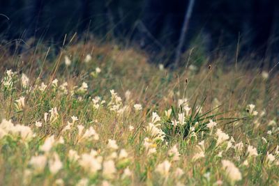 Close-up of flowering plants on field