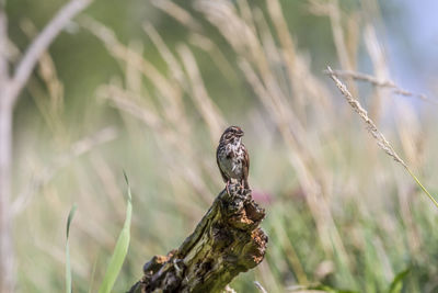 Close-up of bird perching on branch