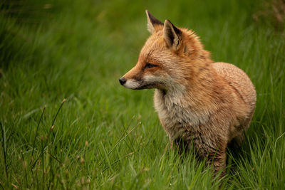 Fox in the grass