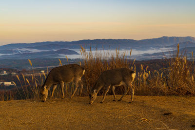 Sea of clouds and deer seen from mt. wakakusa, nara