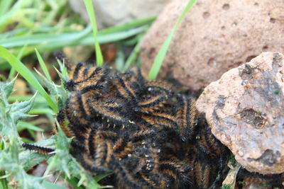 High angle view of bee on rock