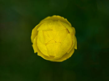 Close-up of yellow rose flower