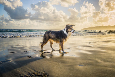 Full length of a dog on beach