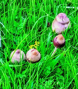 High angle view of mushroom on field