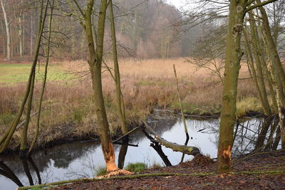 Reflection of trees in water