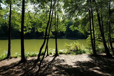 Scenic view of lake in forest