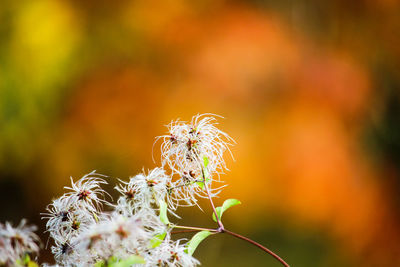 Close-up of plant