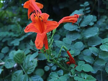Close-up of red flowers