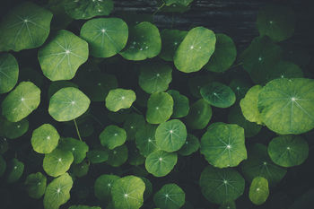 FULL FRAME SHOT OF PLANTS IN WATER