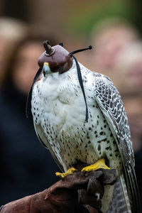 Close-up of bird