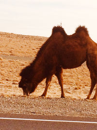 Side view of a horse on the land