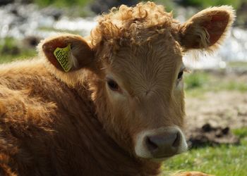 Portrait of cow on field