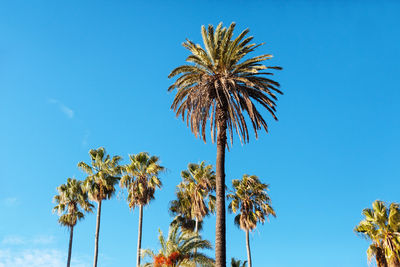 Low angle view of palm trees against clear blue sky