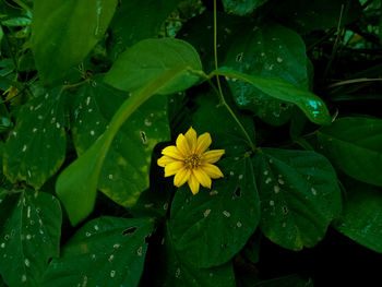 Close-up of water drops on flowering plant