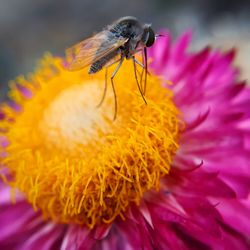 Close-up of honey bee on pink flower