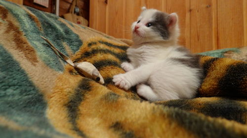 Close-up of cat relaxing at home