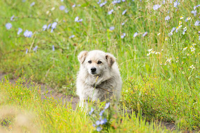 Portrait of dog on grass