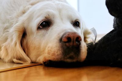 Close-up portrait of dog