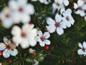 Close-up of white flowers