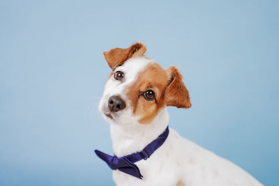 Close-up of dog looking away against blue sky